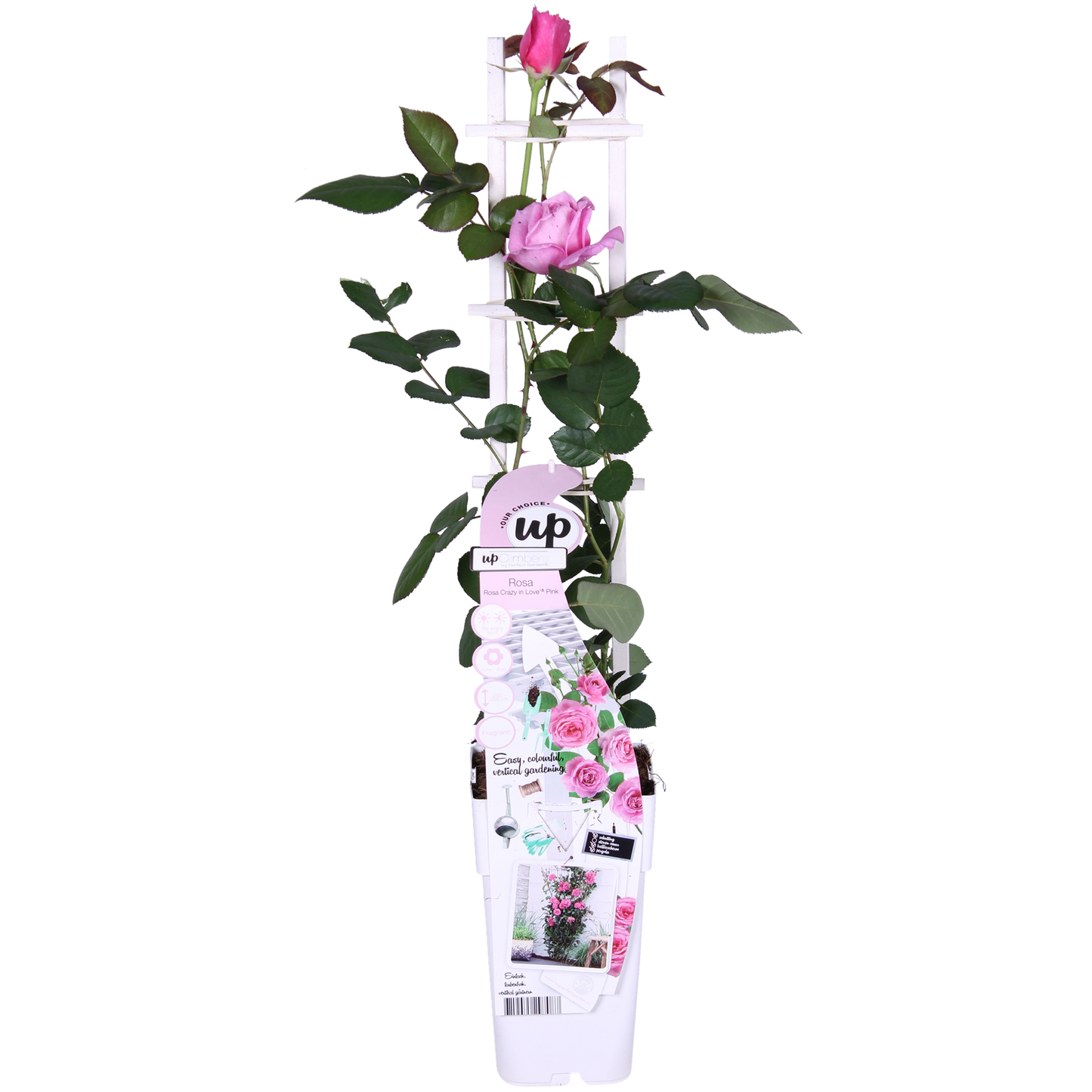 Kletterrose ‚Crazy in Love Pink‘ – Ø15 cm Topf, ca. 65 cm hoch