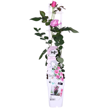 Kletterrose ‚Crazy in Love Pink‘ – Ø15 cm Topf, ca. 65 cm hoch