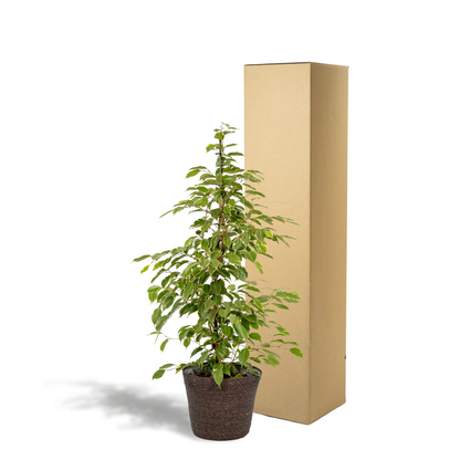 Ficus benjamina Goldenking Ø21cm mit Korb Igmar