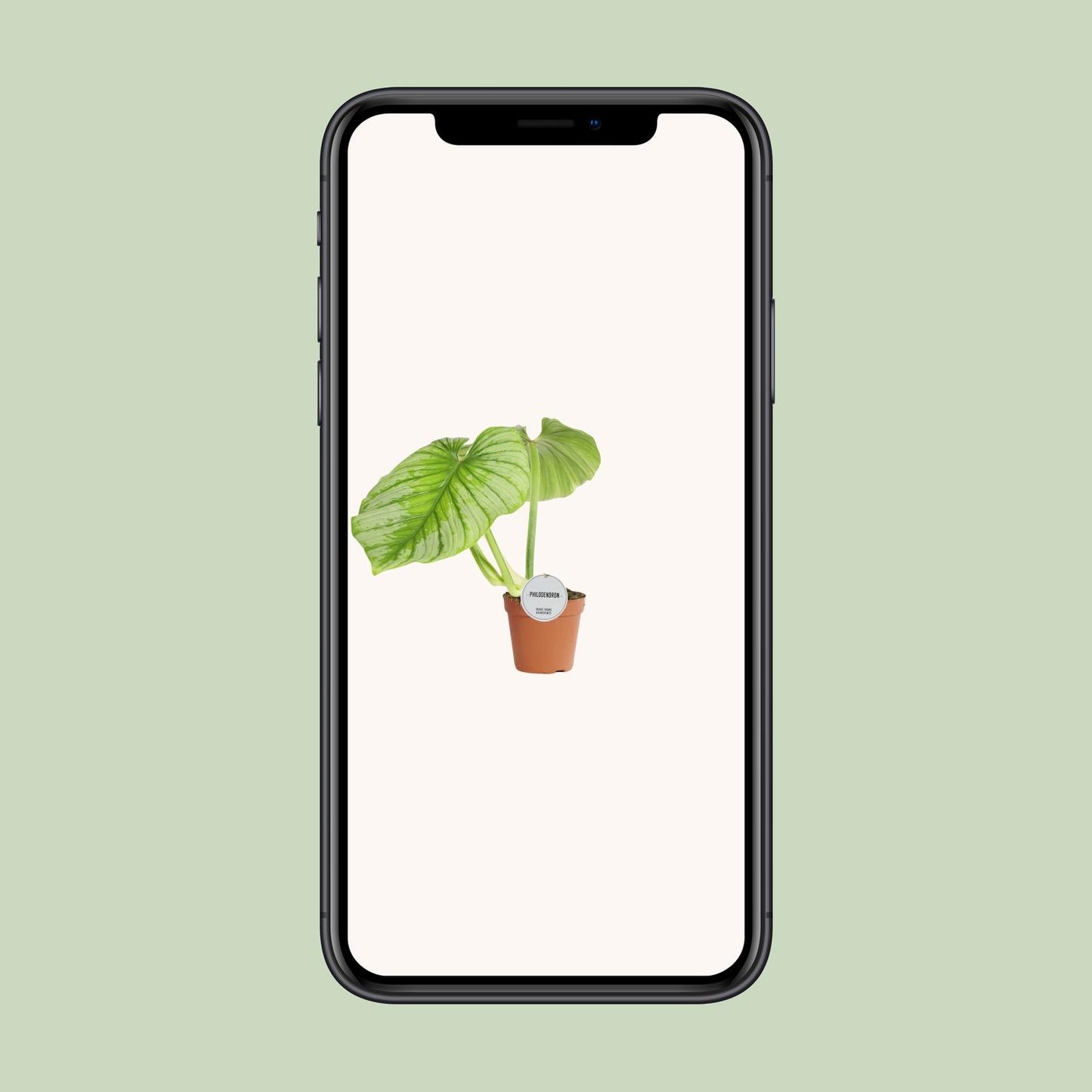 Philodendron Mamei – Pflegeleichte tropische Zimmerpflanze Ø15cm