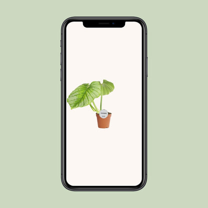 Philodendron Mamei – Pflegeleichte tropische Zimmerpflanze Ø15cm