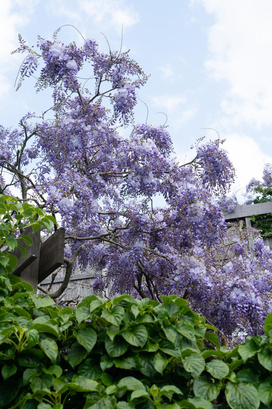Glyzinie Wisteria sinensis 'Prolific' – Blauer Regen Ø15cm