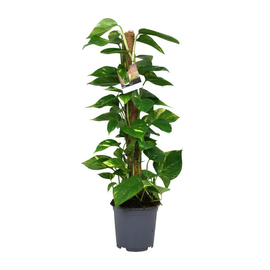 Scindapsus Epipremnum – pflegeleichte Zimmerpflanze Ø19cm