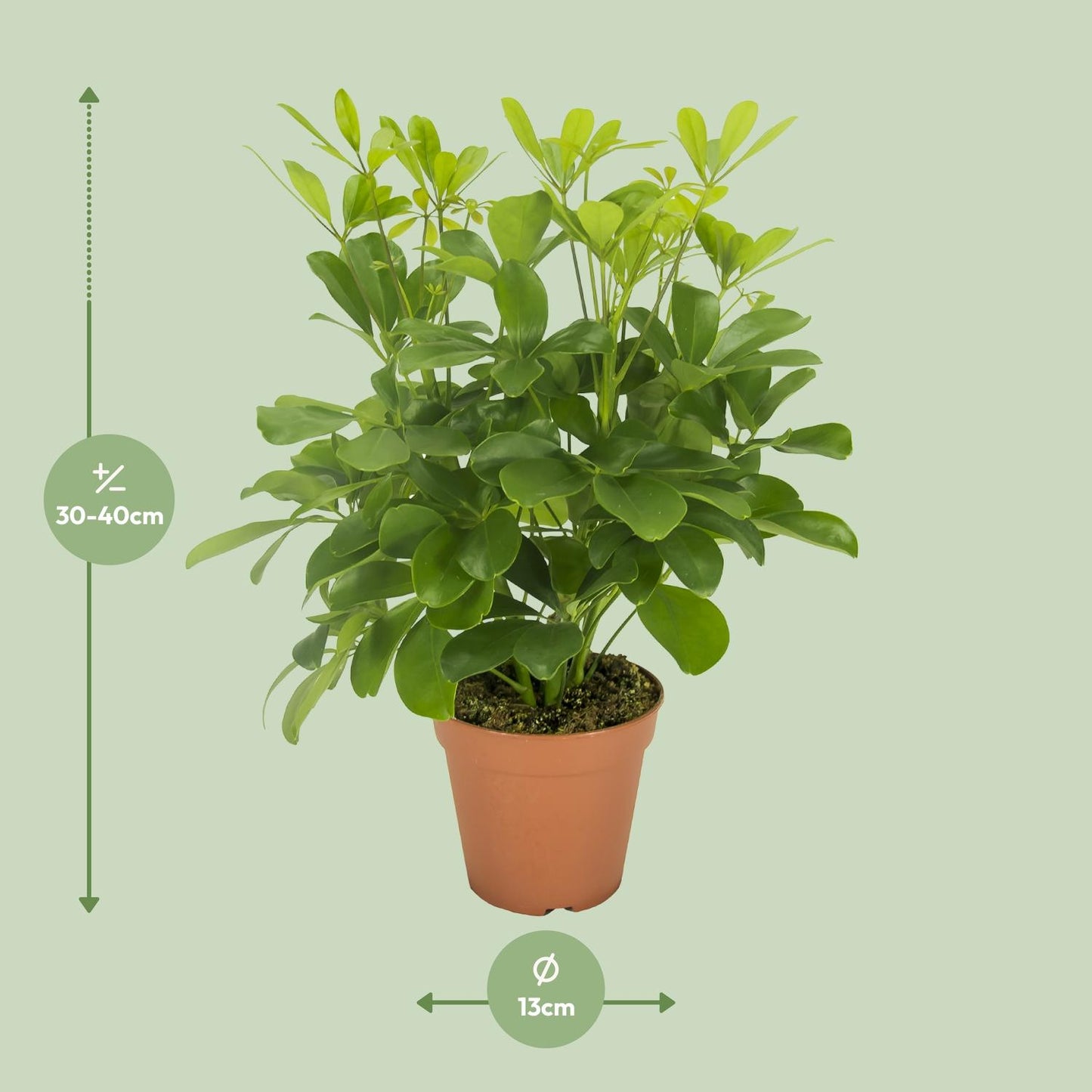 Schefflera Nora – Pflegeleichte, luftreinigende Zimmerpflanze Ø13cm