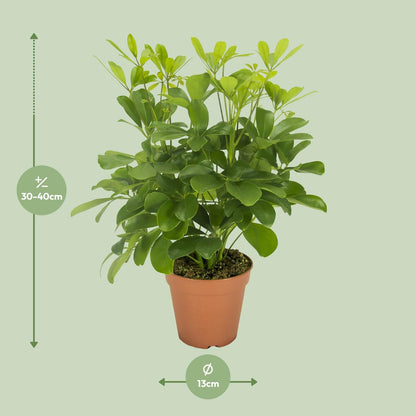 Schefflera Nora – Pflegeleichte, luftreinigende Zimmerpflanze Ø13cm