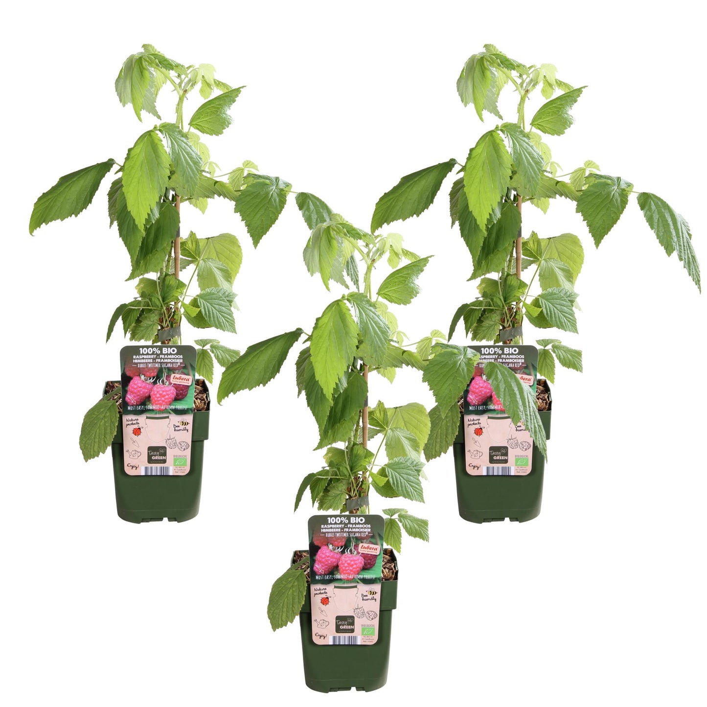 3x Rubus id. Twotimer 'Sugana Red' – Zweimal tragende Himbeere Ø13cm