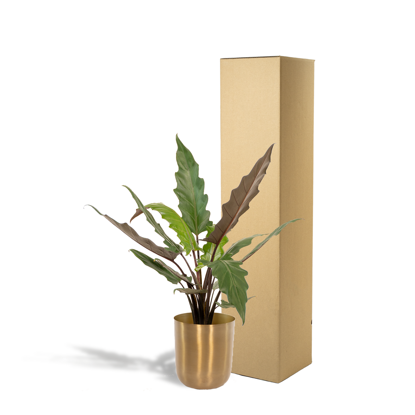 Alocasia Lauterbachiana Ø19cm mit Mayk Gold Topf