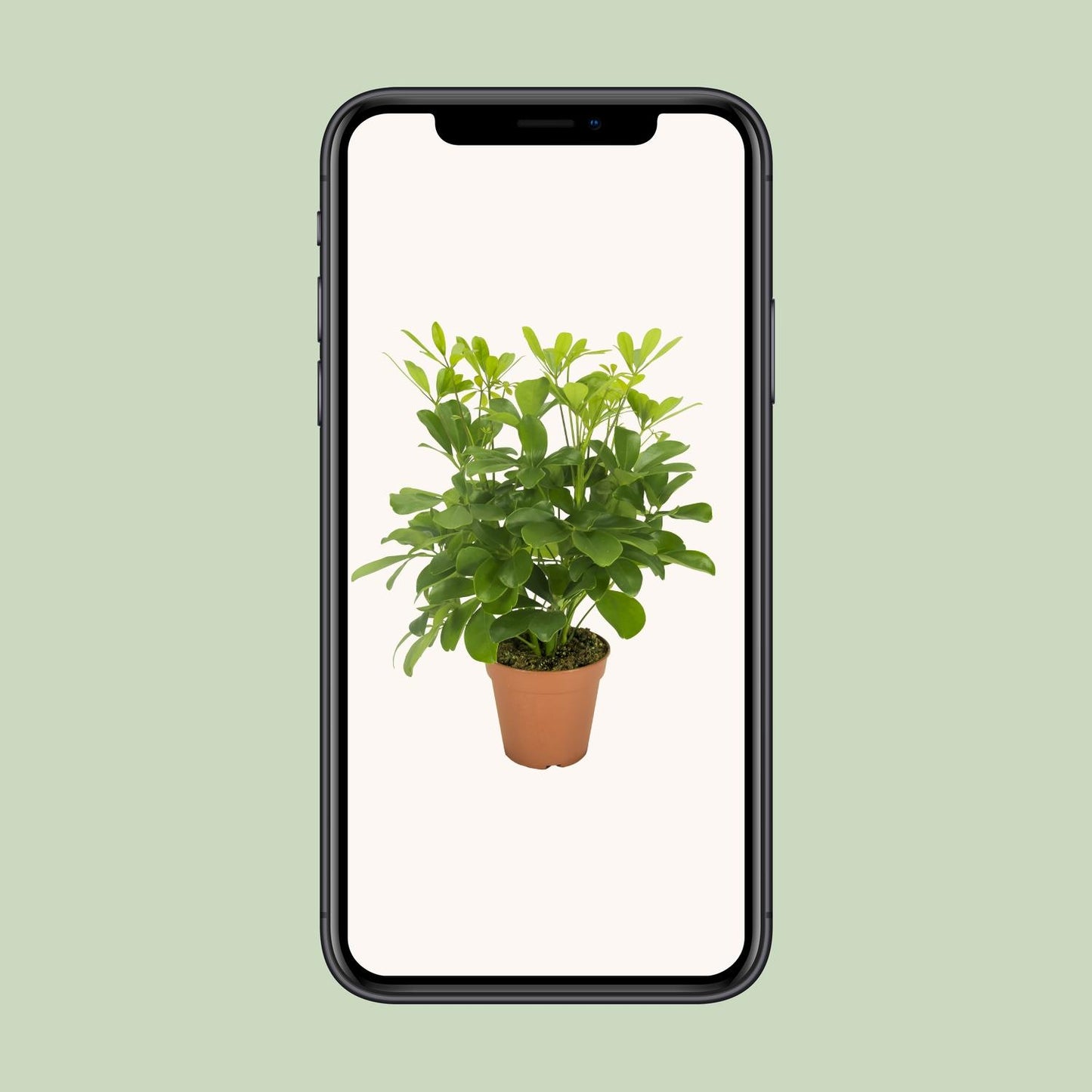Schefflera Nora – Pflegeleichte, luftreinigende Zimmerpflanze Ø13cm