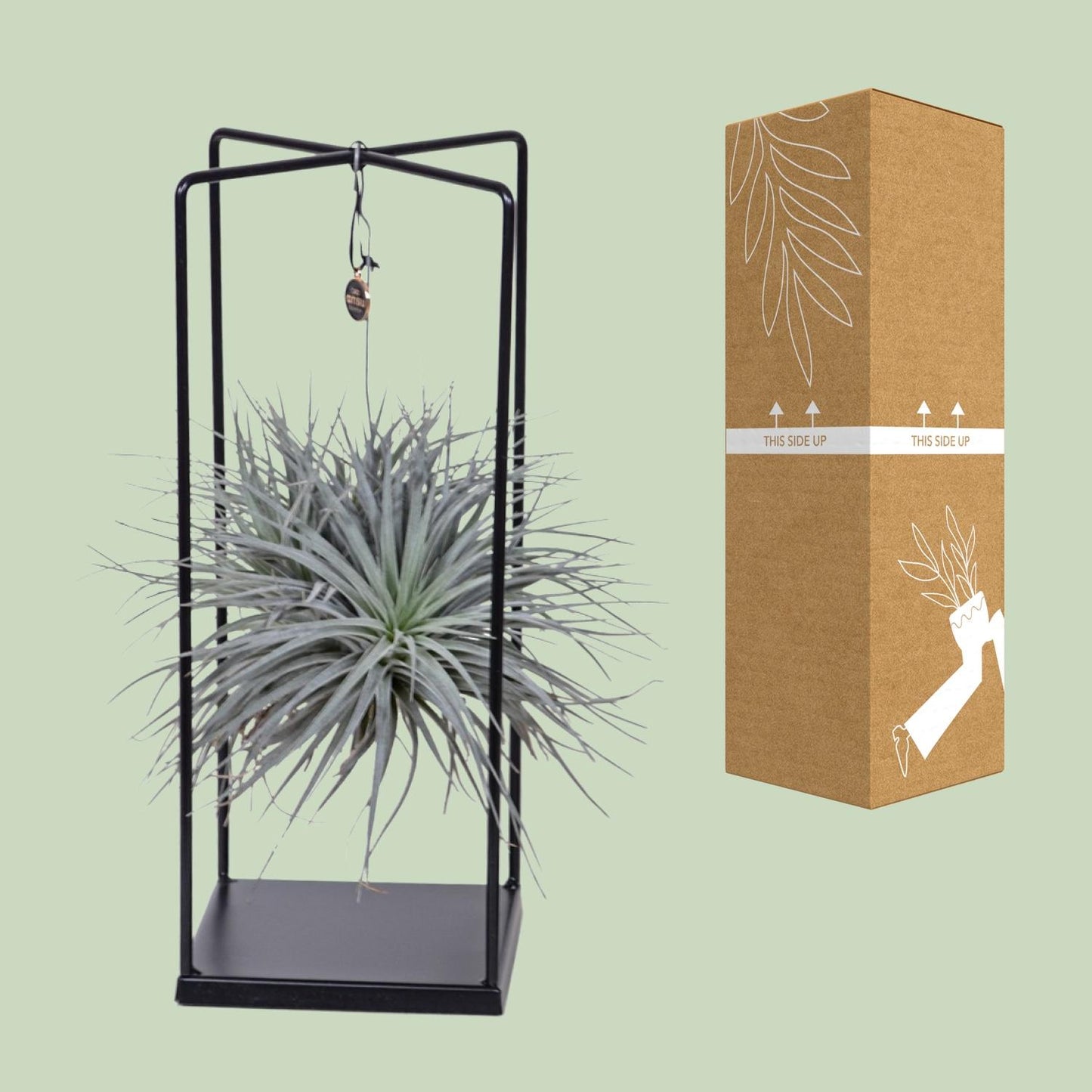 Tillandsia Mix – Pflegeleichte Luftpflanze Ø 20 cm