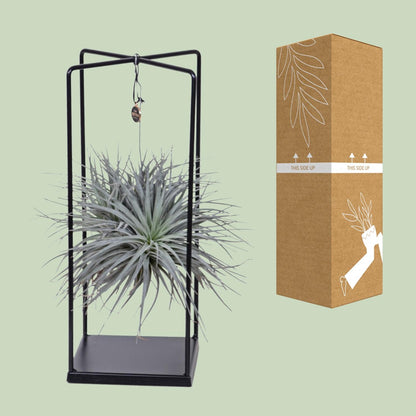 Tillandsia Mix – Pflegeleichte Luftpflanze Ø 20 cm
