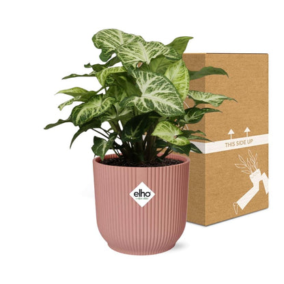 Syngonium Arrow in ELHO Vibes Fold 14cm Rosa – Pflegeleicht & Modern