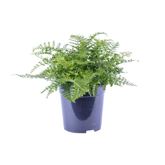 Asplenium Parvati – Eleganter Zimmerfarn Ø21cm