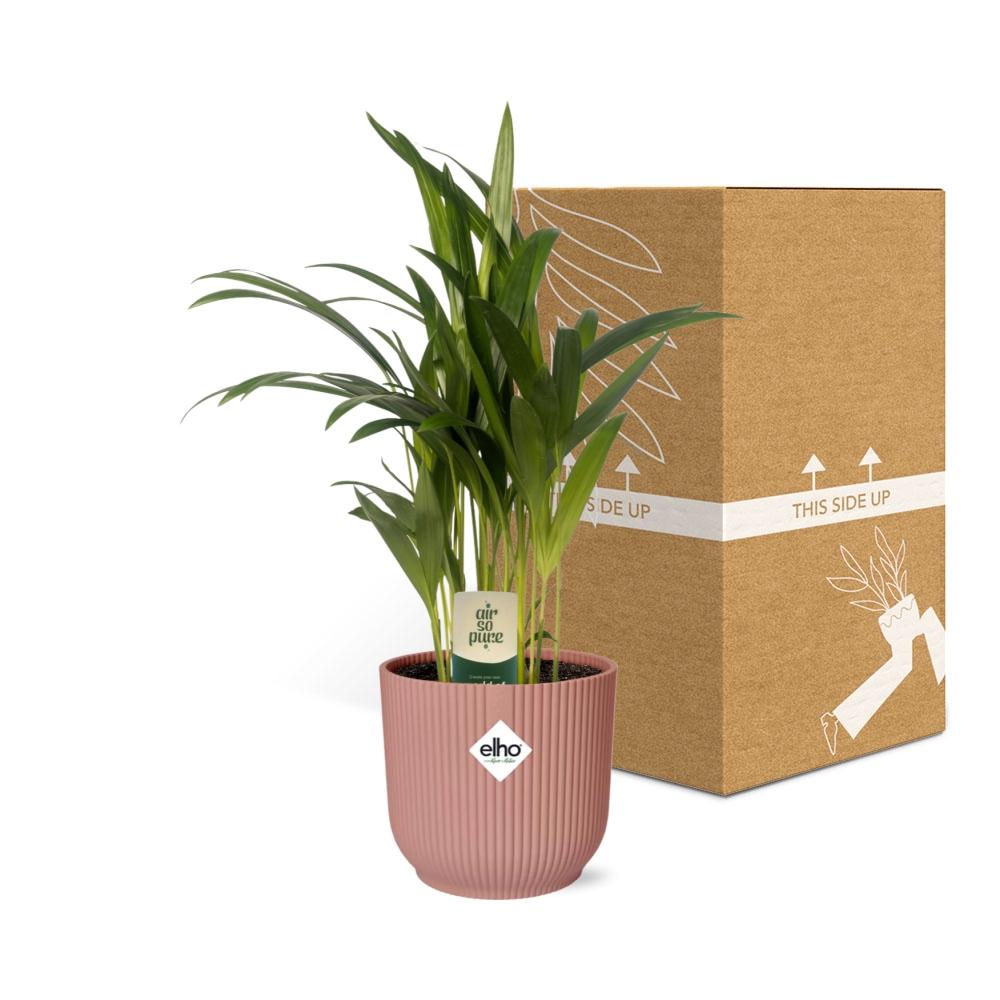 Dypsis Lutescens Bambuspalme 12cm in ELHO Vibes Fold 14cm rosa