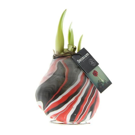 Amaryllis Hippeastrum ‚Earth Red‘ – Pflegeleichte Zimmerpflanze Ø15cm