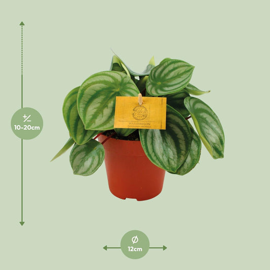 Peperomia Argyreia – Pflegeleichte Zimmerpflanze Ø12cm