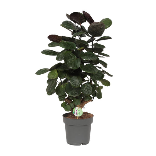 Polyscias Scutellaria Fabian – Exotische Zimmerpflanze Ø19cm
