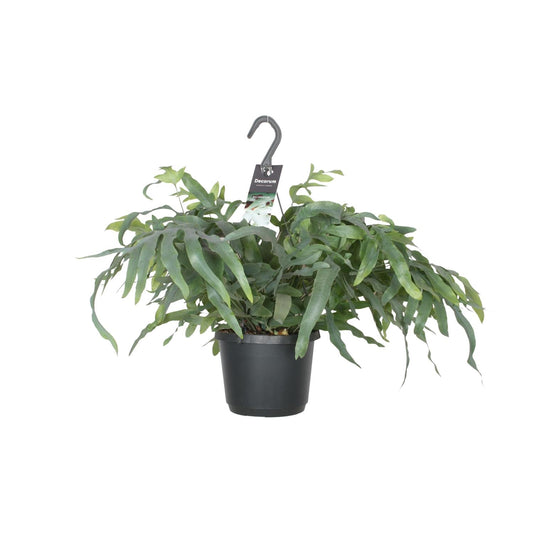Phlebodium Aureum Blue Star – Pflegeleichter Zimmerfarn Ø17cm