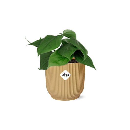 Philodendron Scandens in ELHO Vibes Fold 14cm Gelb