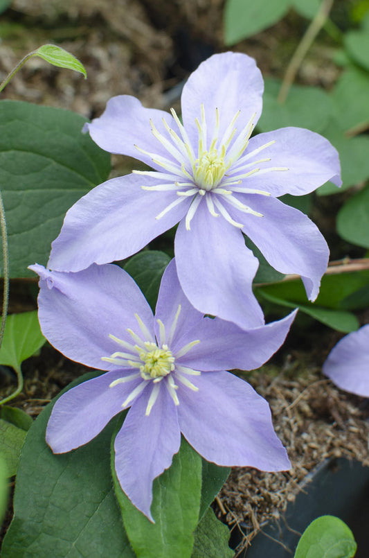 3x Clematis Justa – Pflegeleichte blühende Kletterpflanze Ø15cm