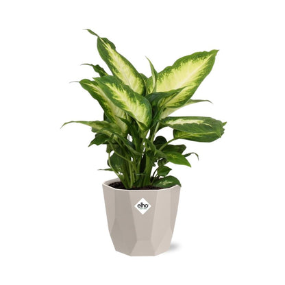 Dieffenbachia ‘Camilla’ – Pflegeleichte Zimmerpflanze im ELHO Topf
