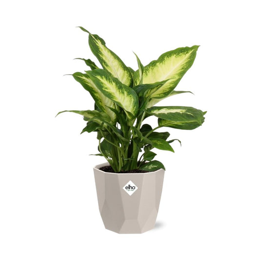 Dieffenbachia ‘Camilla’ – Pflegeleichte Zimmerpflanze im ELHO Topf