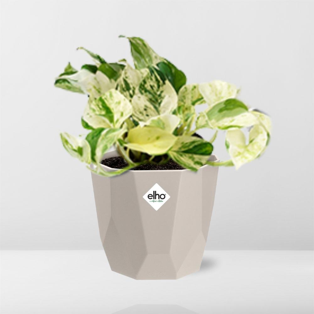 Epipremnum Pinnatum Happy Leaf in ELHO b.for rock 14 cm warm grey