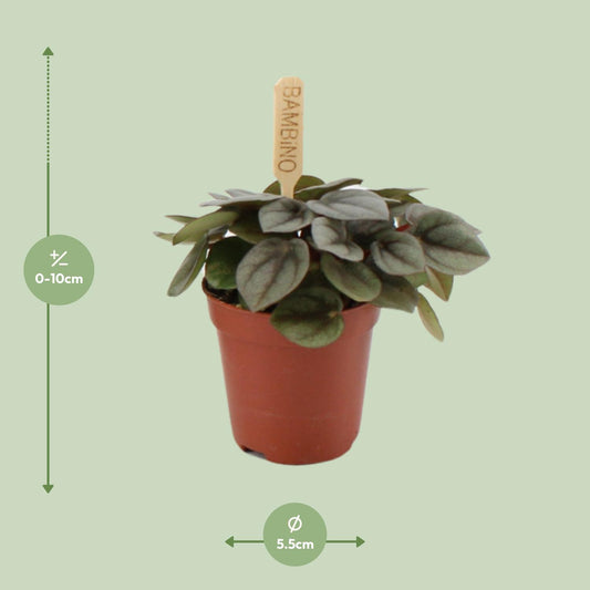 Peperomia Milano – Pflegeleichte Zimmerpflanze Ø6cm