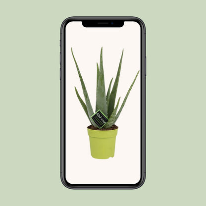 Aloe Vera Zimmerpflanze Ø12cm, 45cm hoch – Pflegeleicht & Luftreinigend