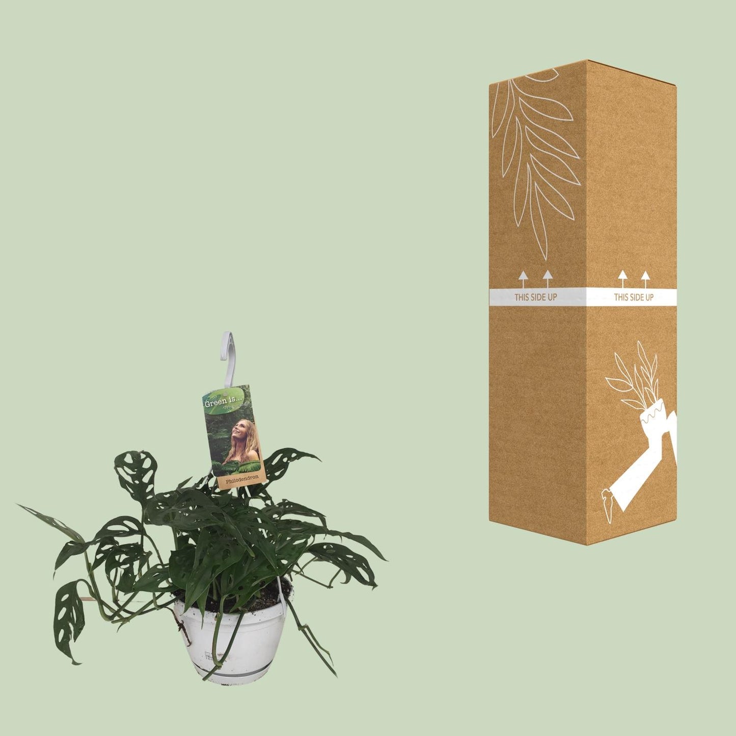 Monstera Obliqua – Tropische pflegeleichte Zimmerpflanze Ø17cm
