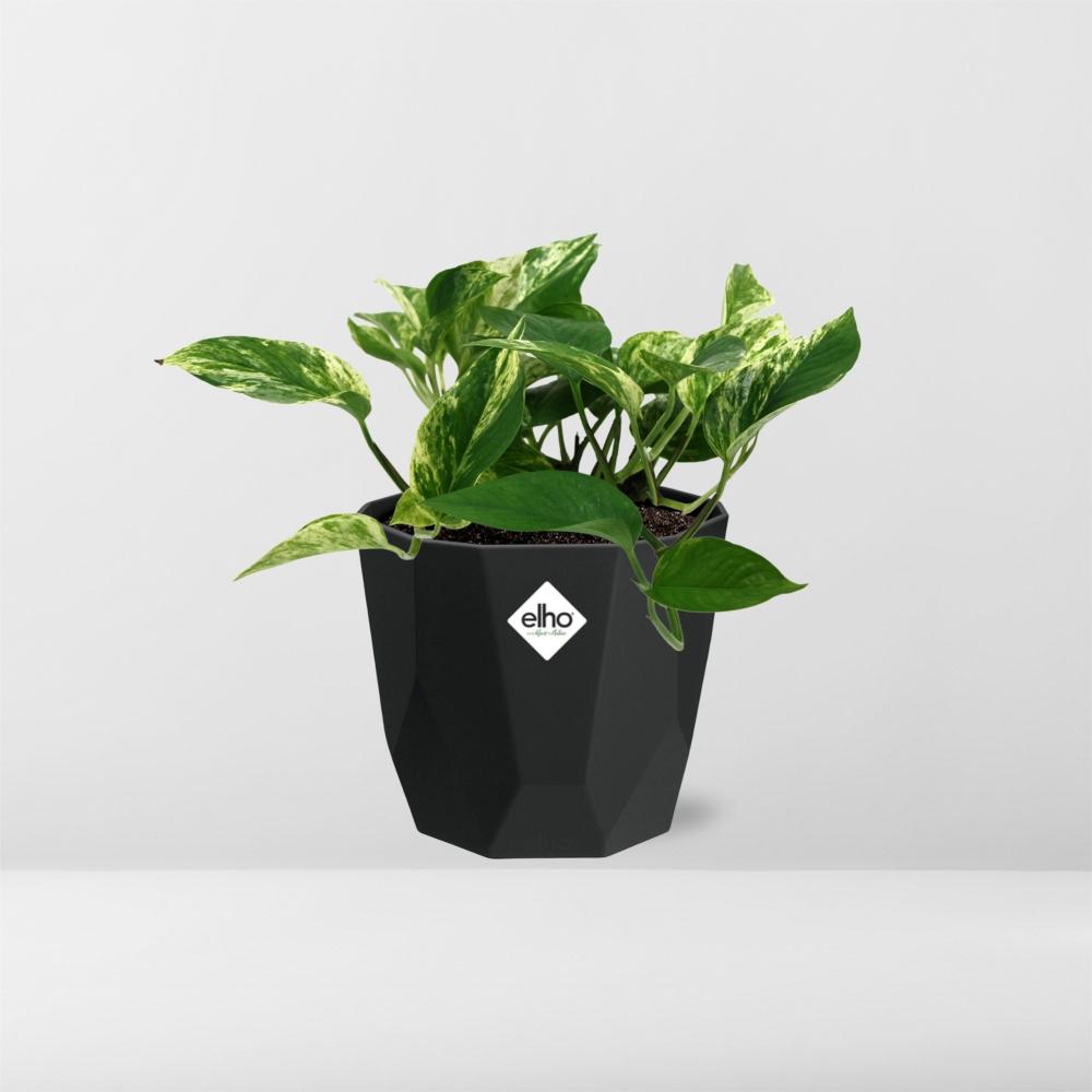 Scindapsus Marble Queen – Pflegeleichte Zimmerpflanze 14cm