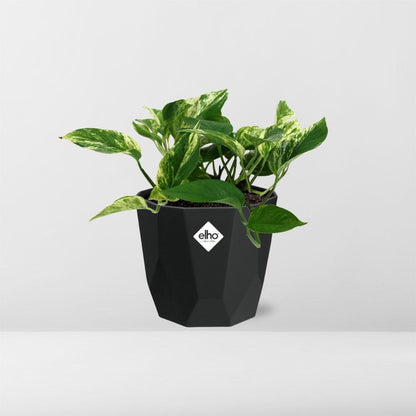 Scindapsus Marble Queen – Pflegeleichte Zimmerpflanze 14cm