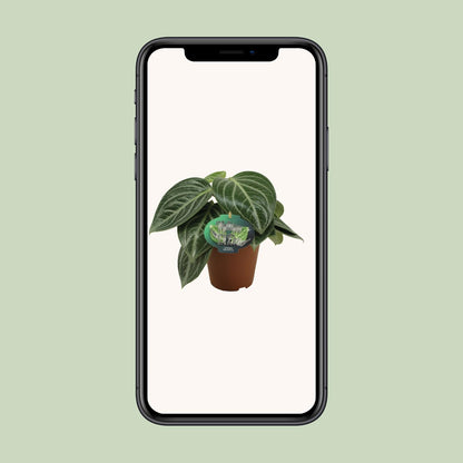 Peperomia Sarcophylla – pflegeleichte Zimmerpflanze Ø15cm