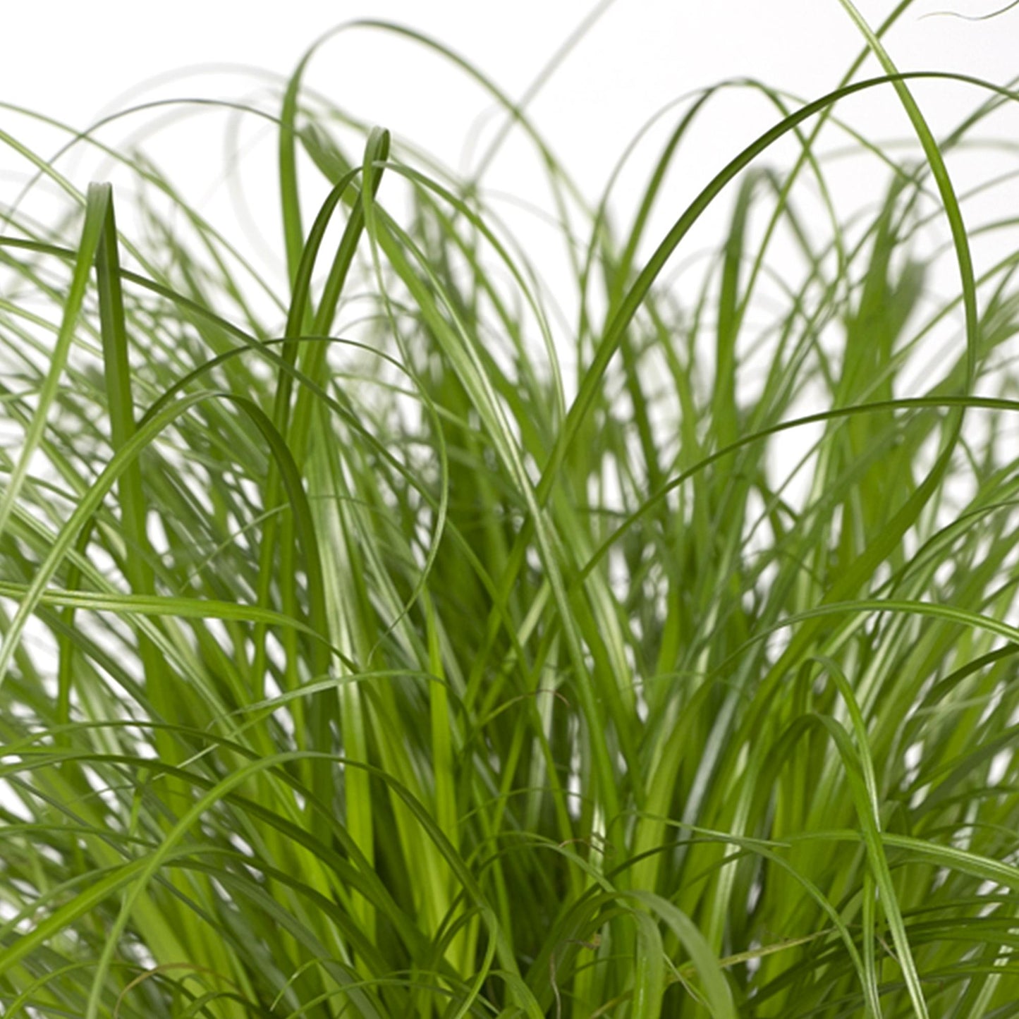 Zypergras (Katzengras) Ø12cm – Pflegeleichte Zimmerpflanze