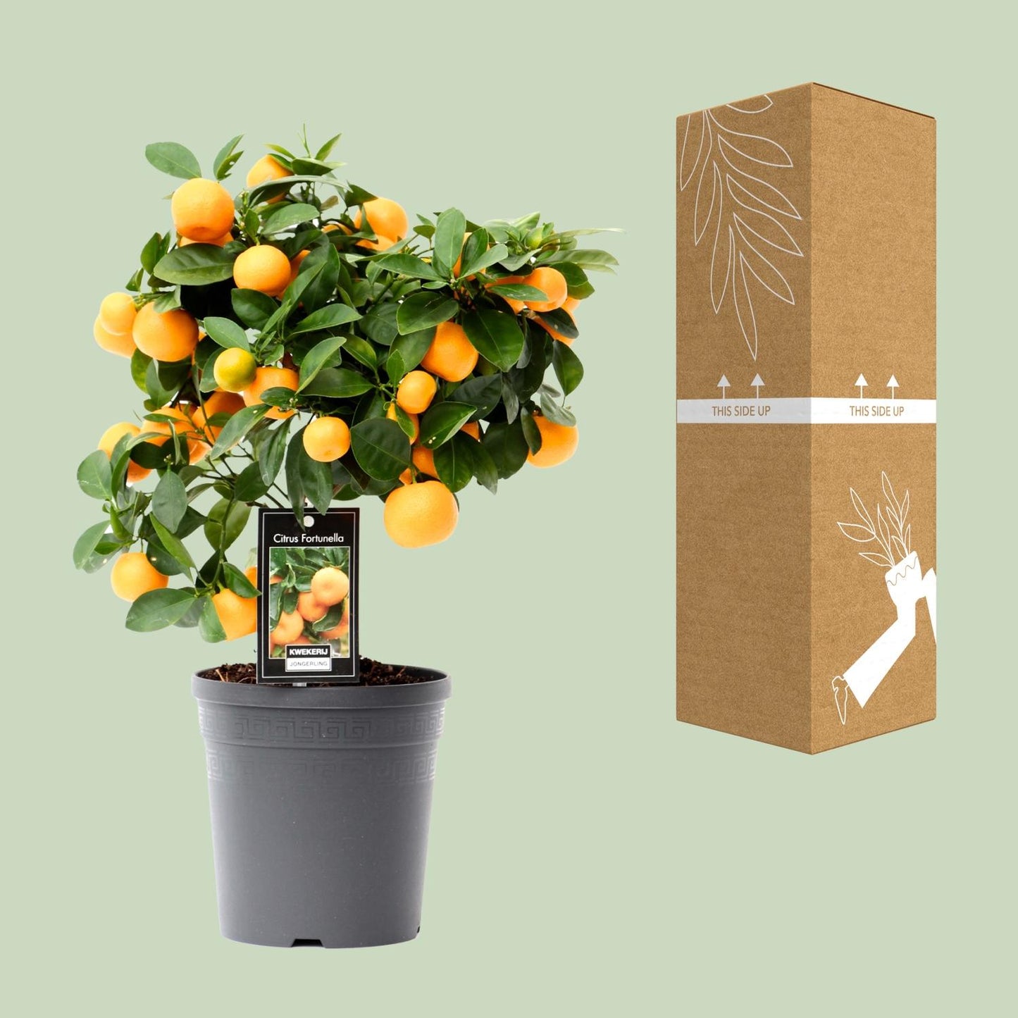 Citrus Calamondin – Duftende, pflegeleichte Zimmerpflanze Ø15cm
