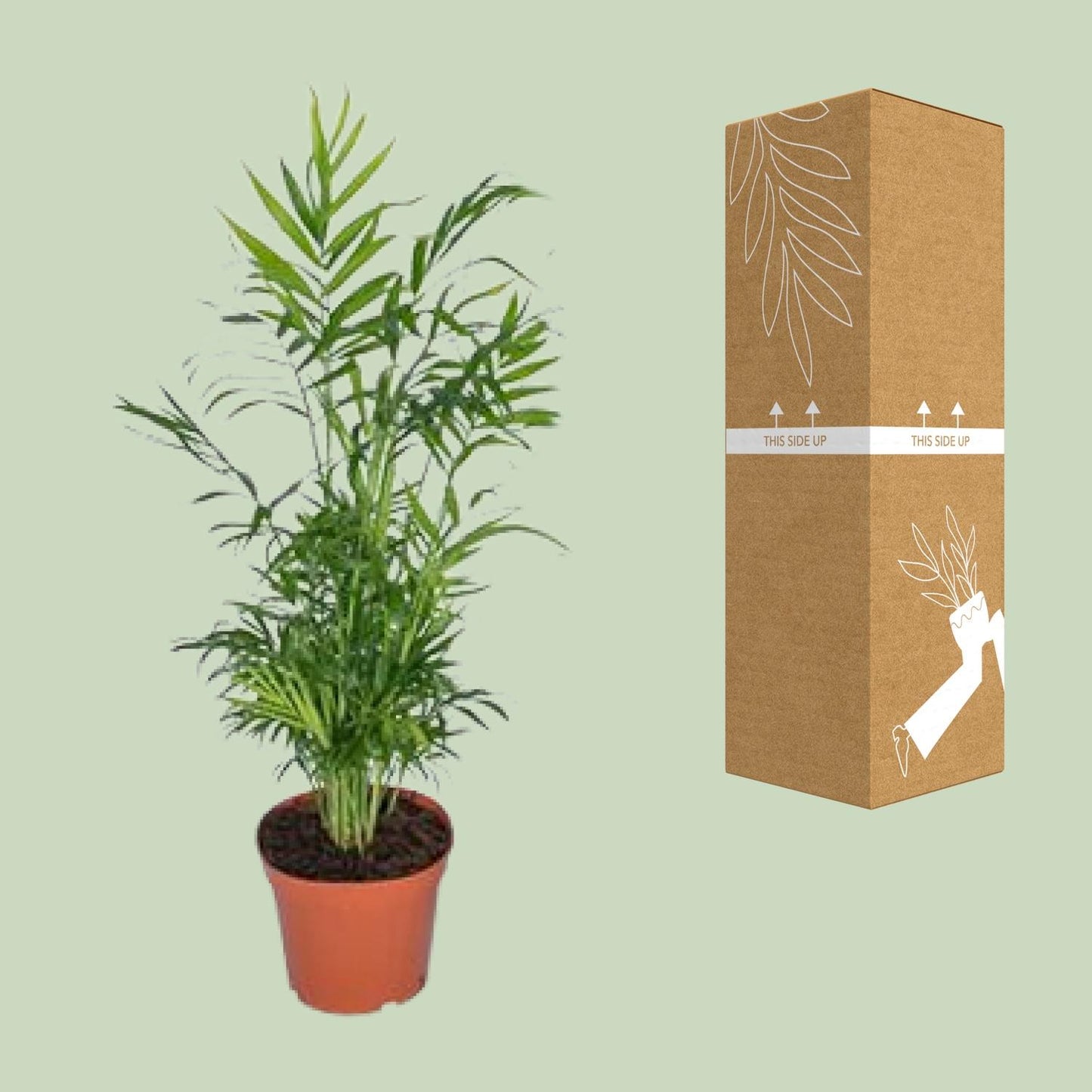Mexikanische Bergpalme – 55 cm pflegeleichte Zimmerpflanze