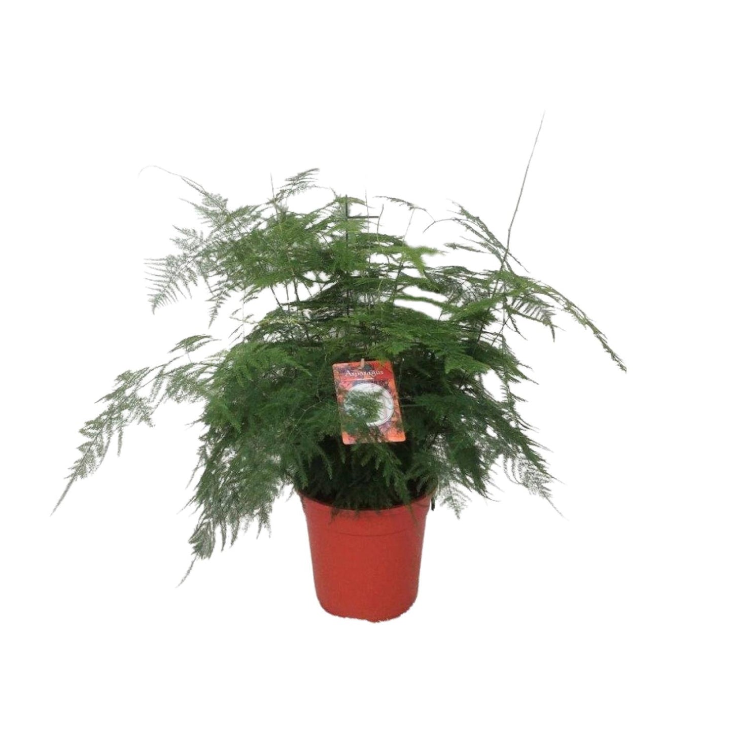 Asparagus Setaceus Farn – pflegeleichte Zimmerpflanze Ø21 cm