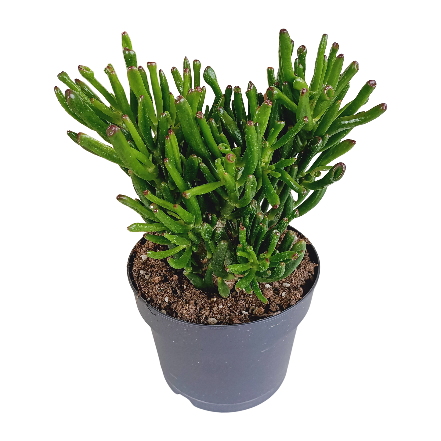 Crassula Gollum – Pflegeleichte Sukkulente 17 cm