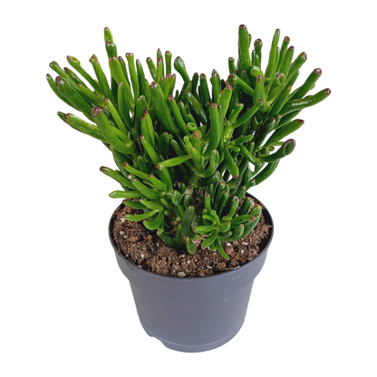 Crassula Gollum – Pflegeleichte Sukkulente 17 cm