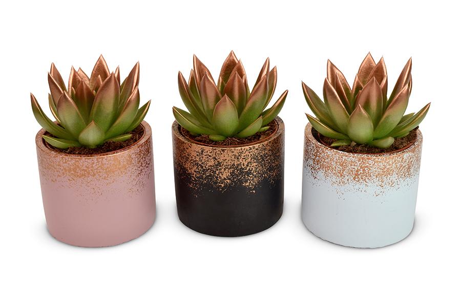 Echeveria Coloured Festival Bronze – 3er-Set in Lara Keramik Ø8,5cm