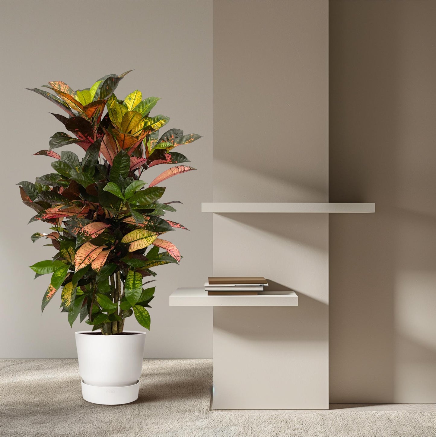 Codiaeum Iceton vertakt – Bunte, pflegeleichte Zimmerpflanze 120 cm