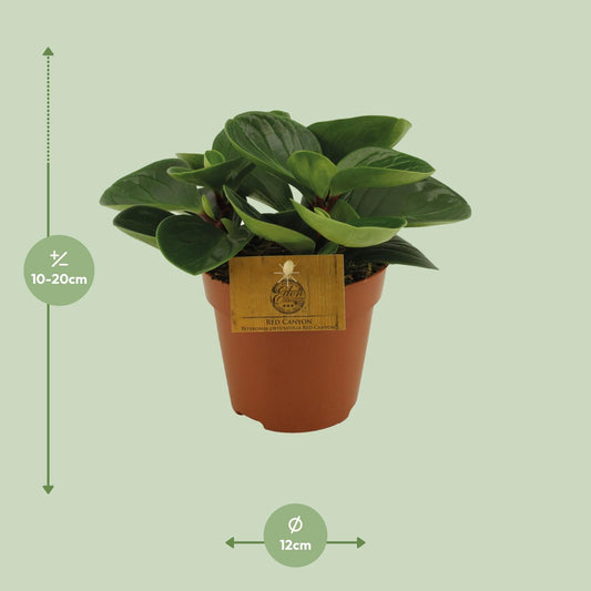 Peperomia Red Canyon – Pflegeleichte Zimmerpflanze Ø12cm
