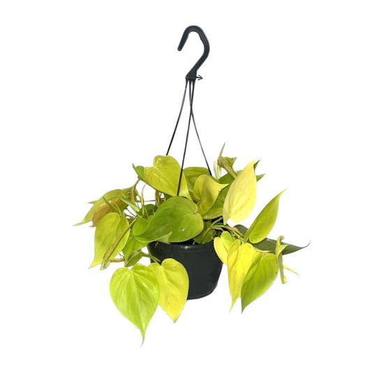 Philodendron Lime – Leuchtend grüne Zimmerpflanze Ø15cm