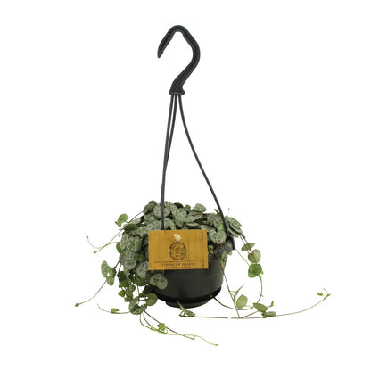 Ceropegia Woodii – Herzblattgirlande Ø10,5cm, Höhe 15cm