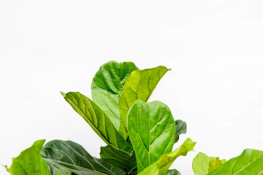 Ficus Lyrata XXL – Geigenfeige 220 cm, ø40 cm