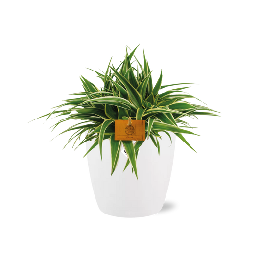 Chlorophytum Ocean 15 cm in ELHO Brussels Topf Weiß
