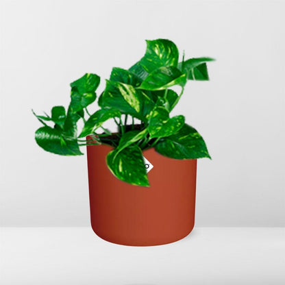 Epipremnum Pinnatum ‘Aureum’ in ELHO b.for soft rond 14cm brique