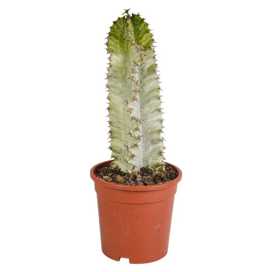 Euphorbia marmorata – Pflegeleichter Säulenkaktus 17 cm