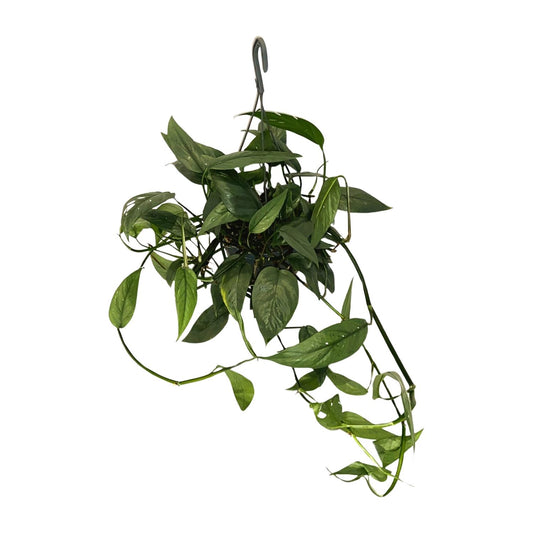 Epipremnum 'Cebu Blue' – pflegeleichte Zimmerpflanze Ø15cm