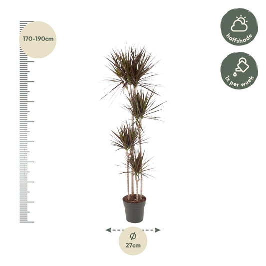 Dracaena Magenta – Tropische Zimmerpflanze 180 cm