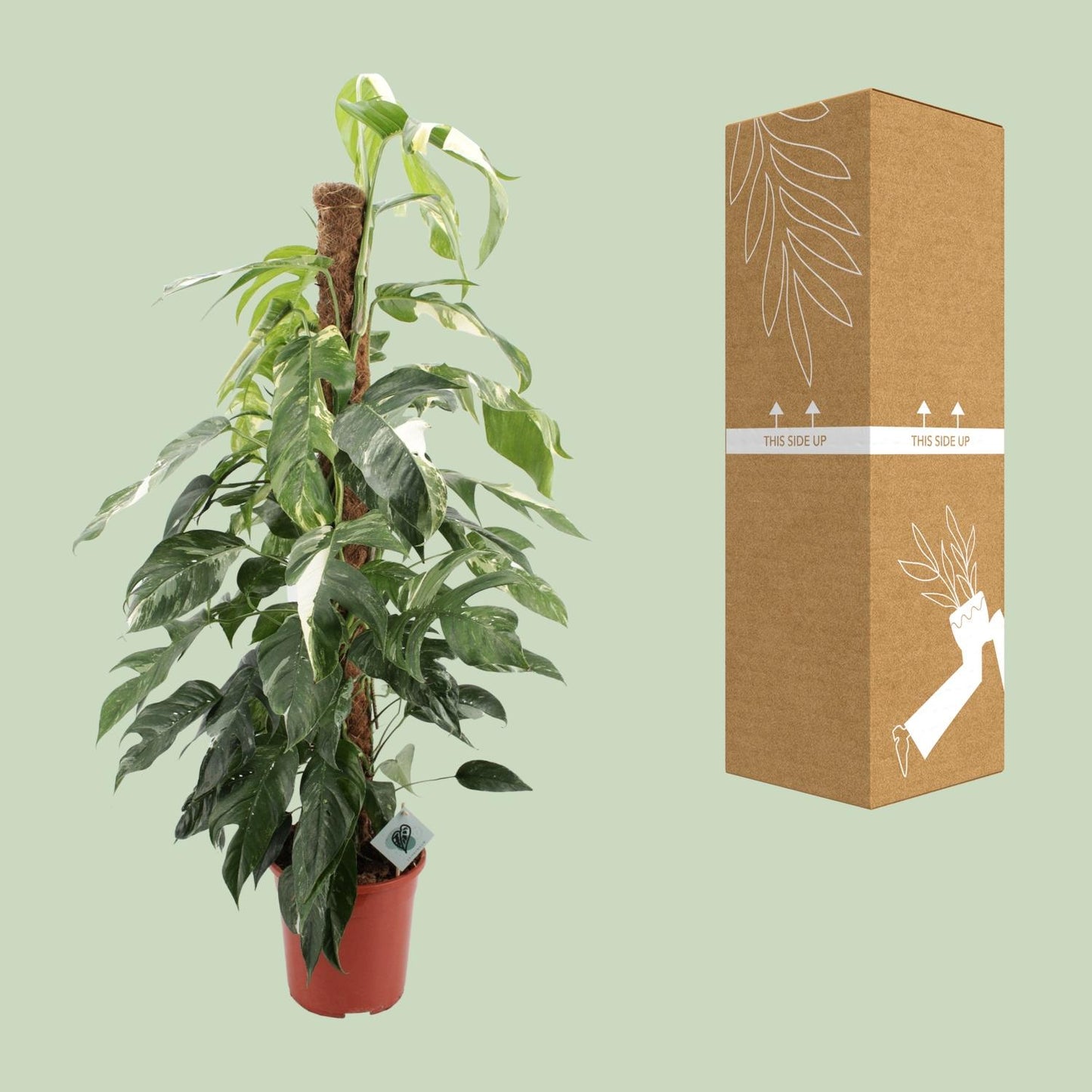 Efeutute 'Albo Variegata' – 125 cm pflegeleicht & dekorativ